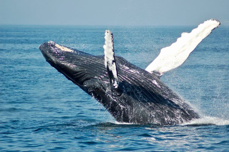 Saut d'une baleine
