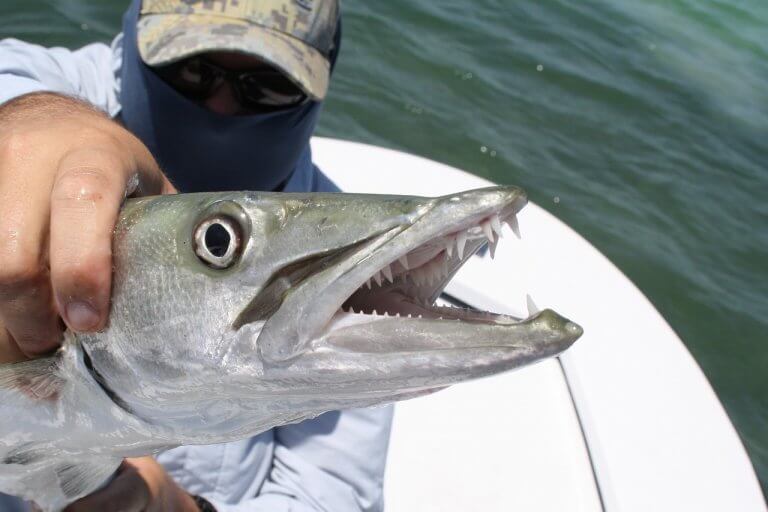 Photo de barracuda un des poissons les plus agressifs. Photo de scottgardner