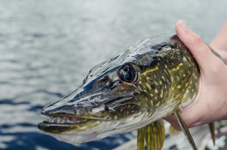 brochet - peche au big bait - credit : Kelly Sikkema