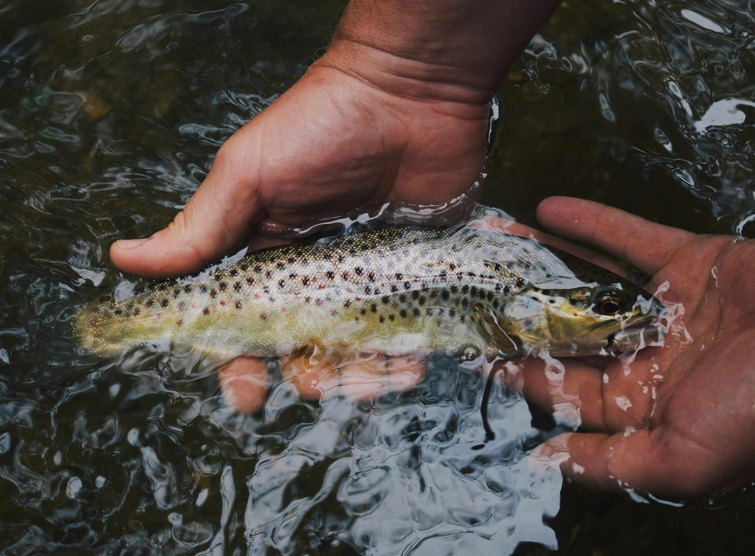 Technique de pêche du catch and release ou no kill. photo de Hunter Brumels