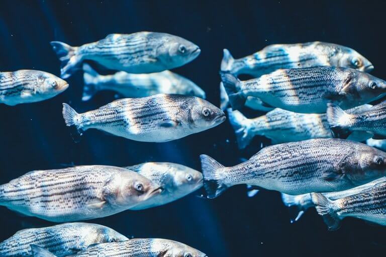 banc de poisson, pêche au bord de mer