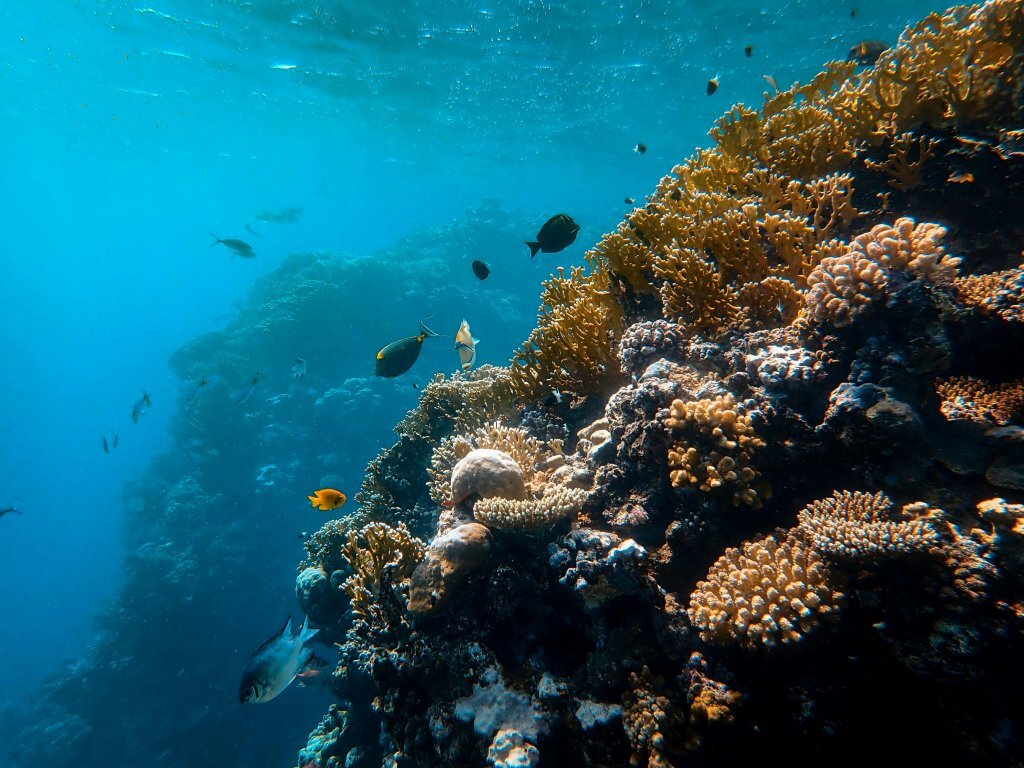 Poissons dans milieu aquatique naturel, coraux. Photo de Francesco Ungaro