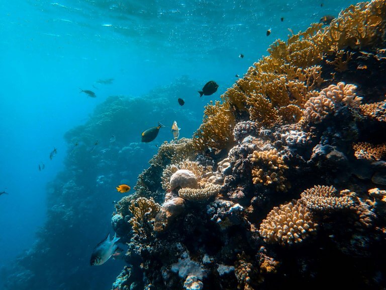 Poissons dans milieu aquatique naturel, coraux. Photo de Francesco Ungaro