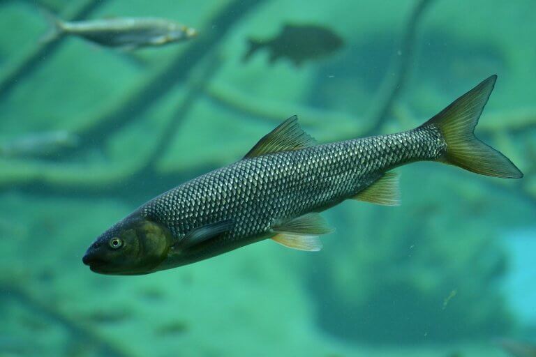 truite, peche en riviere