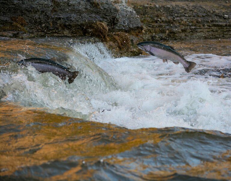 poissons d'eau douce qui remontent le courant en sautant