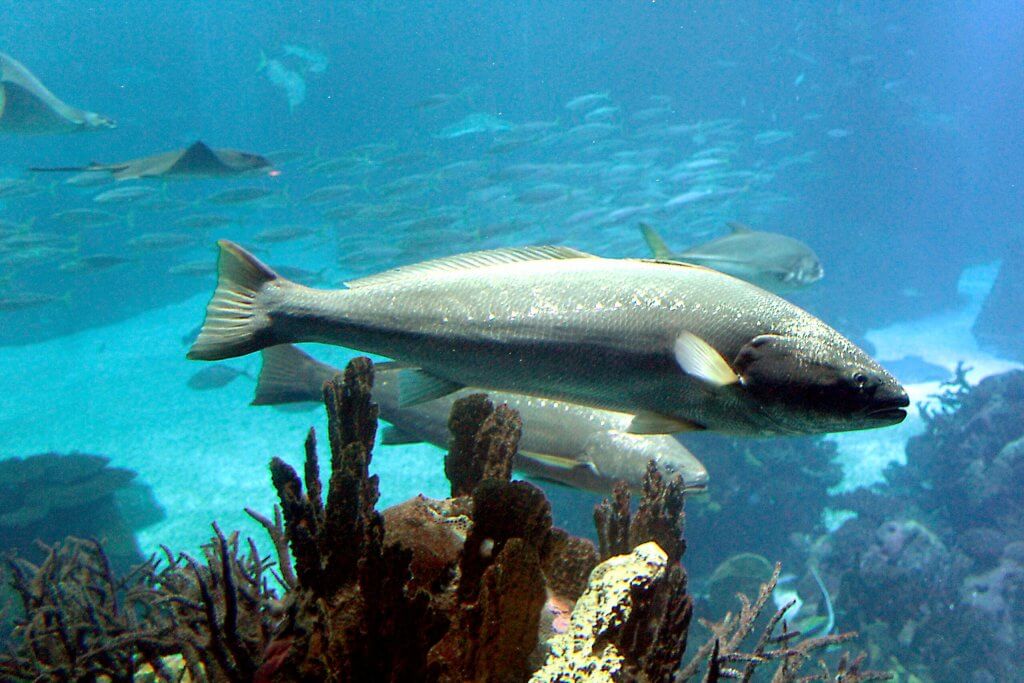 Le maigre, poisson moins fréquent en surfcasting