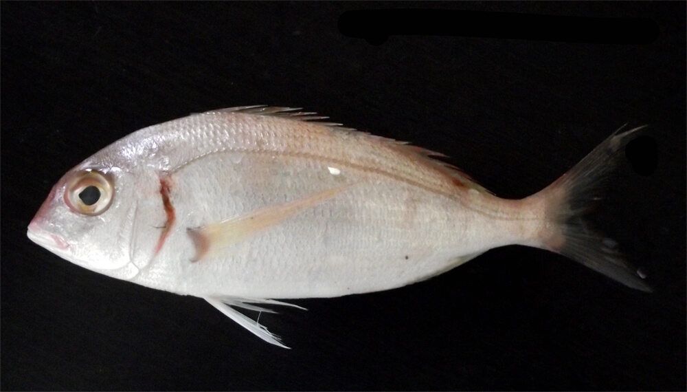 Le pageot, poisson rare en surfcasting